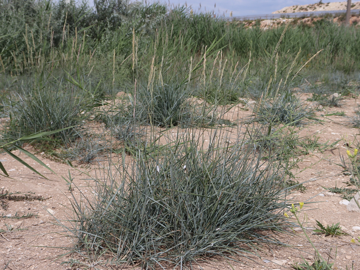 Image of Elytrigia atherica specimen.