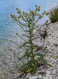 Cirsium echinus