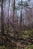 Rhododendron dauricum. Цветущее растение. Бурятия, Кабанский р-н, тополёво-берёзовый лес на склоне сопки у северного подножья хребта Хамар-Дабан. 22.05.2023.