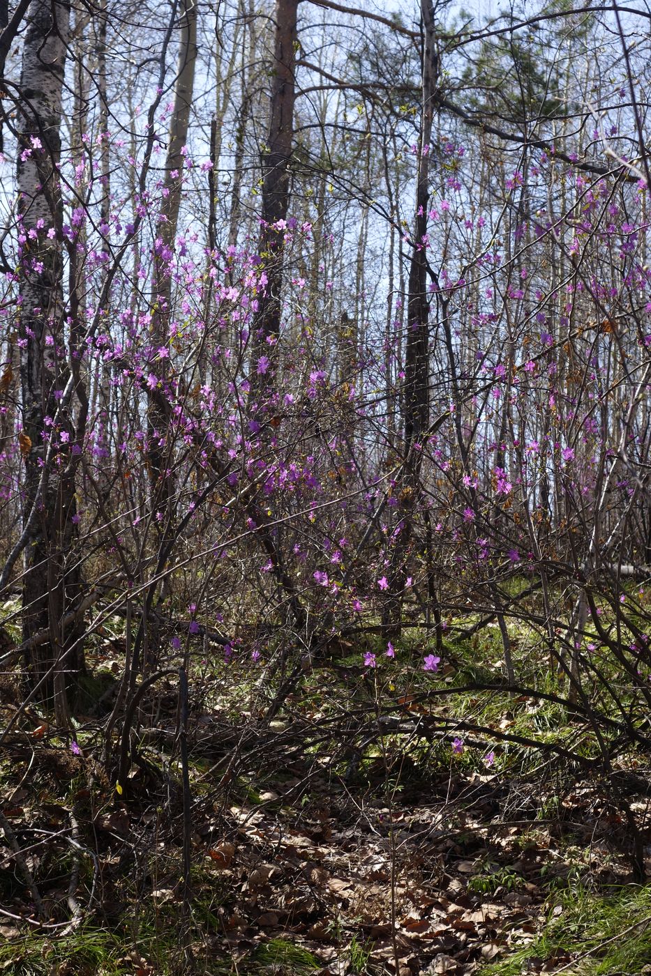 Image of Rhododendron dauricum specimen.