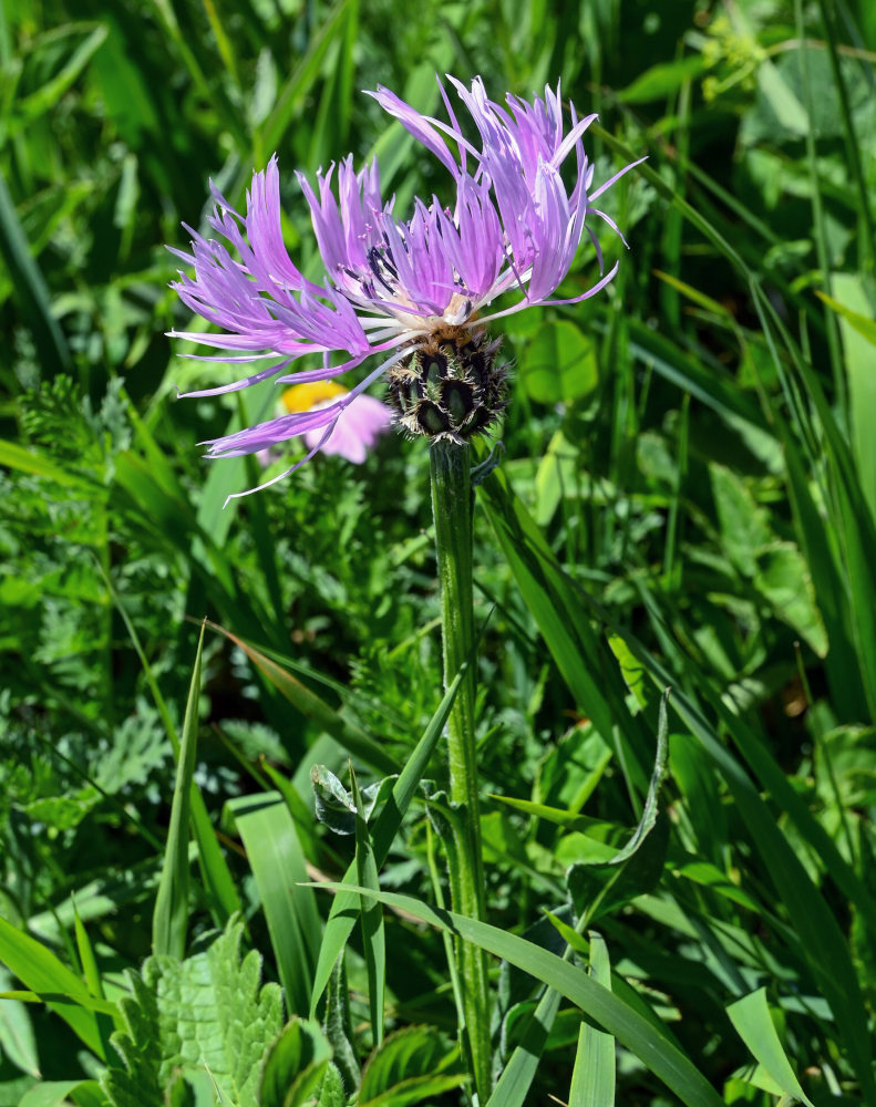 Image of Centaurea willdenowii specimen.