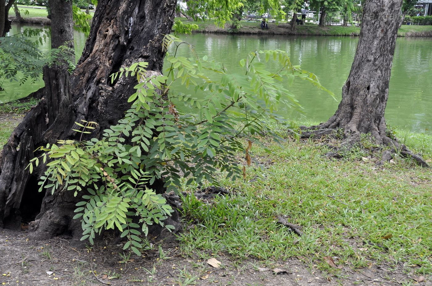 Image of Senna siamea specimen.