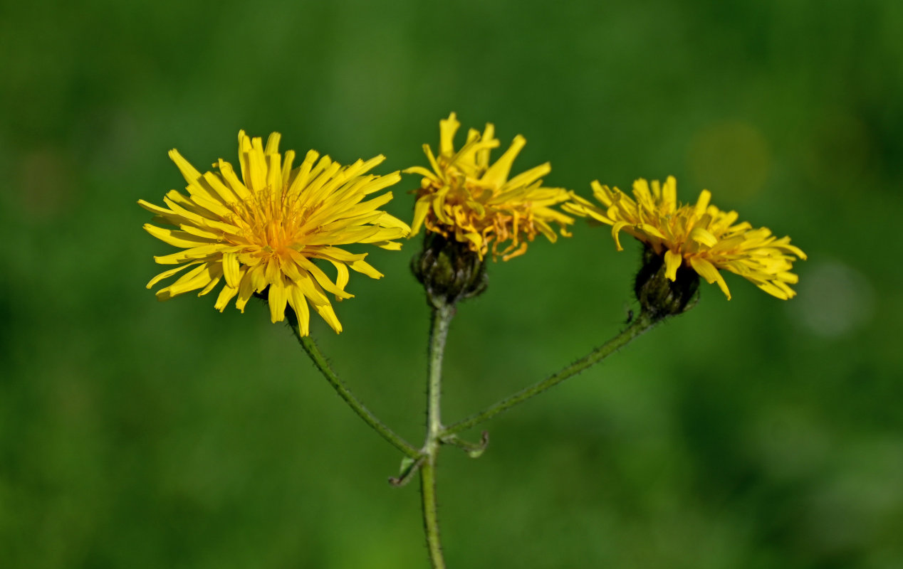 Image of Crepis sibirica specimen.