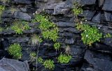 Arctanthemum arcticum. Цветущие растения в сообществе с Ligusticum scoticum и Poaceae. Курильские о-ва, о-в Итуруп, окр. мыса Одесский, на скале. 21.08.2023.