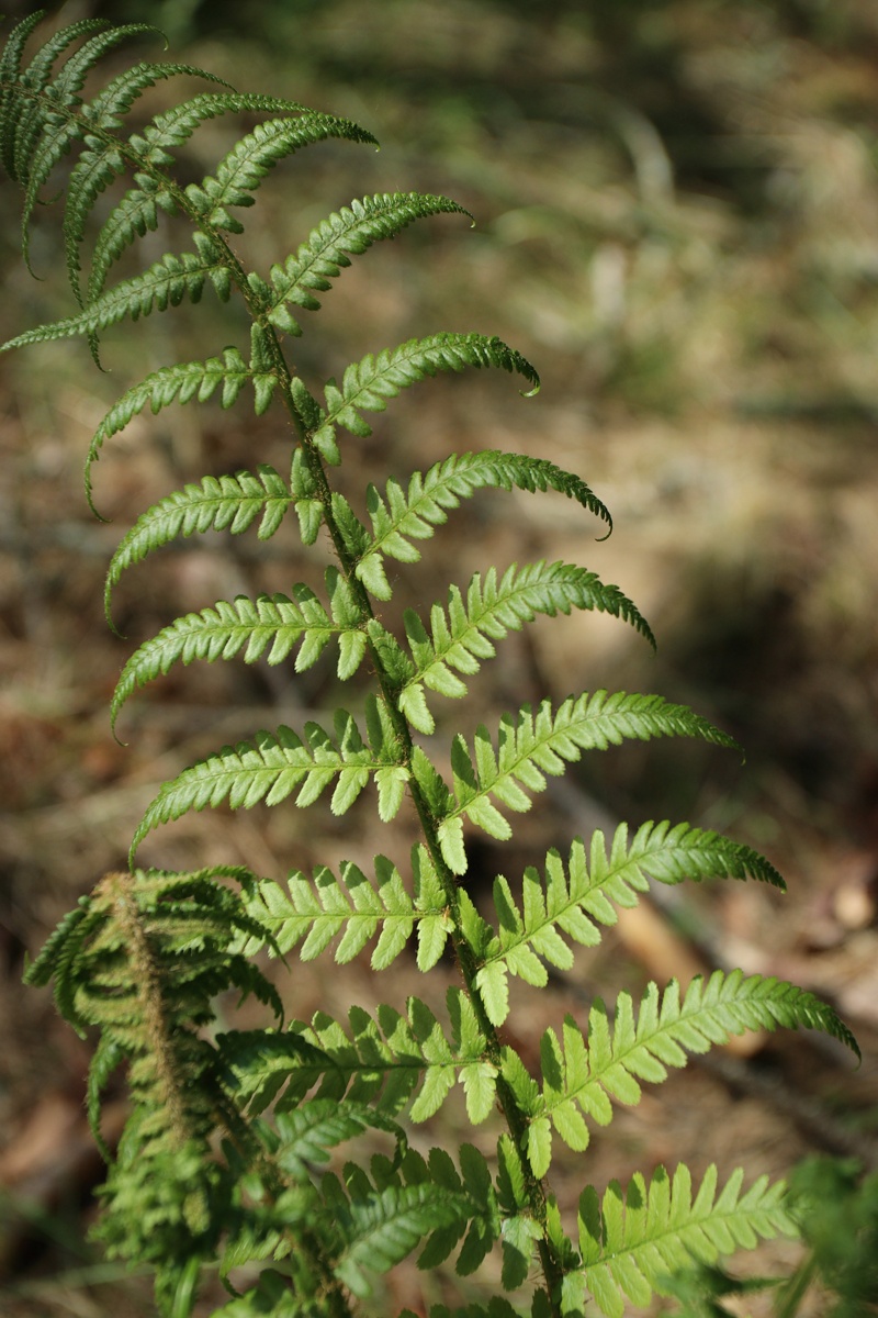 Image of Dryopteris filix-mas specimen.