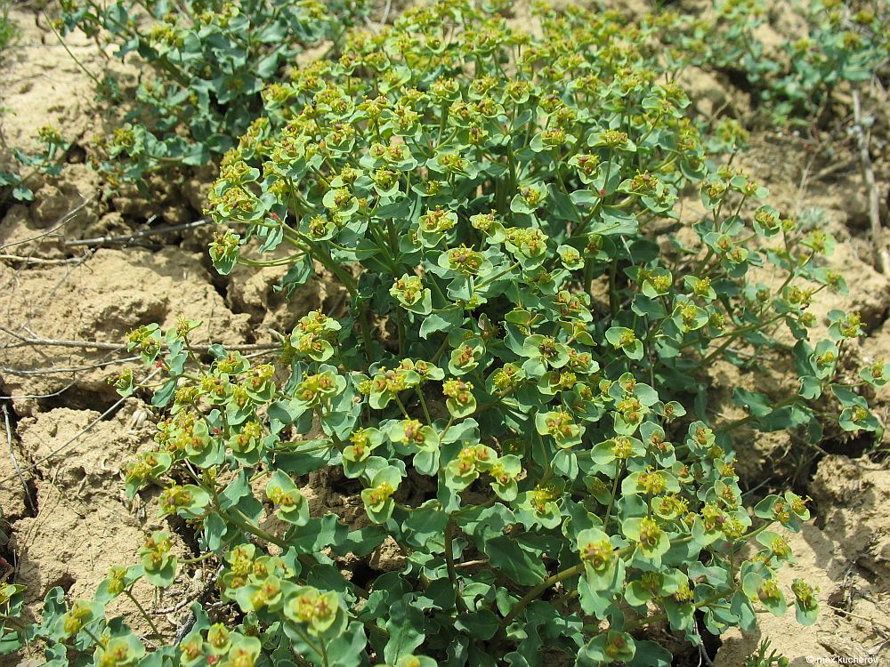 Изображение особи Euphorbia undulata.