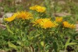 Inula britannica