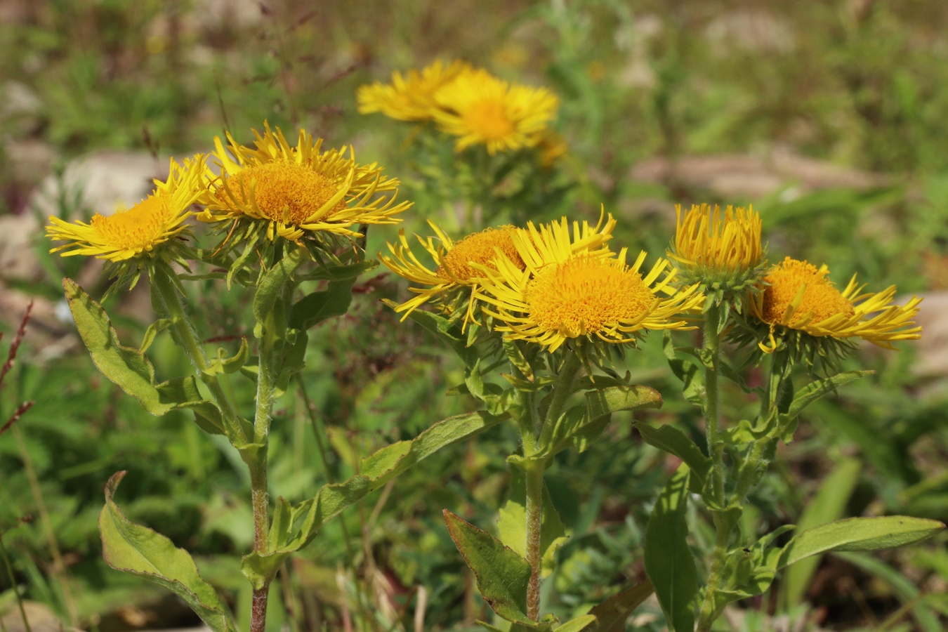 Изображение особи Inula britannica.