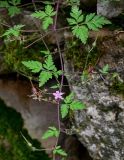 Geranium robertianum. Часть побега с цветком и плодами. Грузия, Имеретия, Гелатский монастырь, на каменной стене. 14.06.2023.