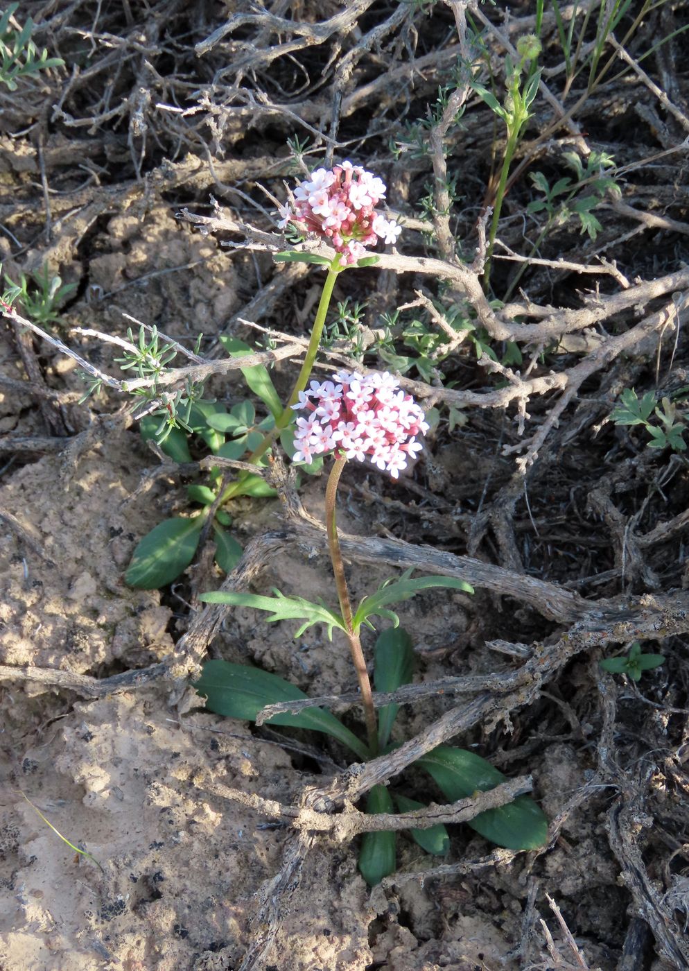 Изображение особи Valeriana tuberosa.