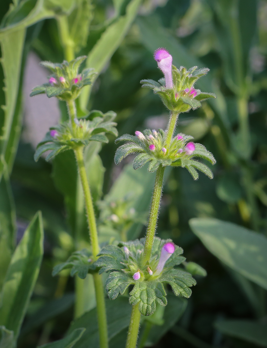 Изображение особи Lamium amplexicaule.