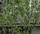 Cydonia oblonga. Крона цветущего растения. Абхазия, Гагрский р-н, с. Лдзаа, частное подворье. 13.04.2024.