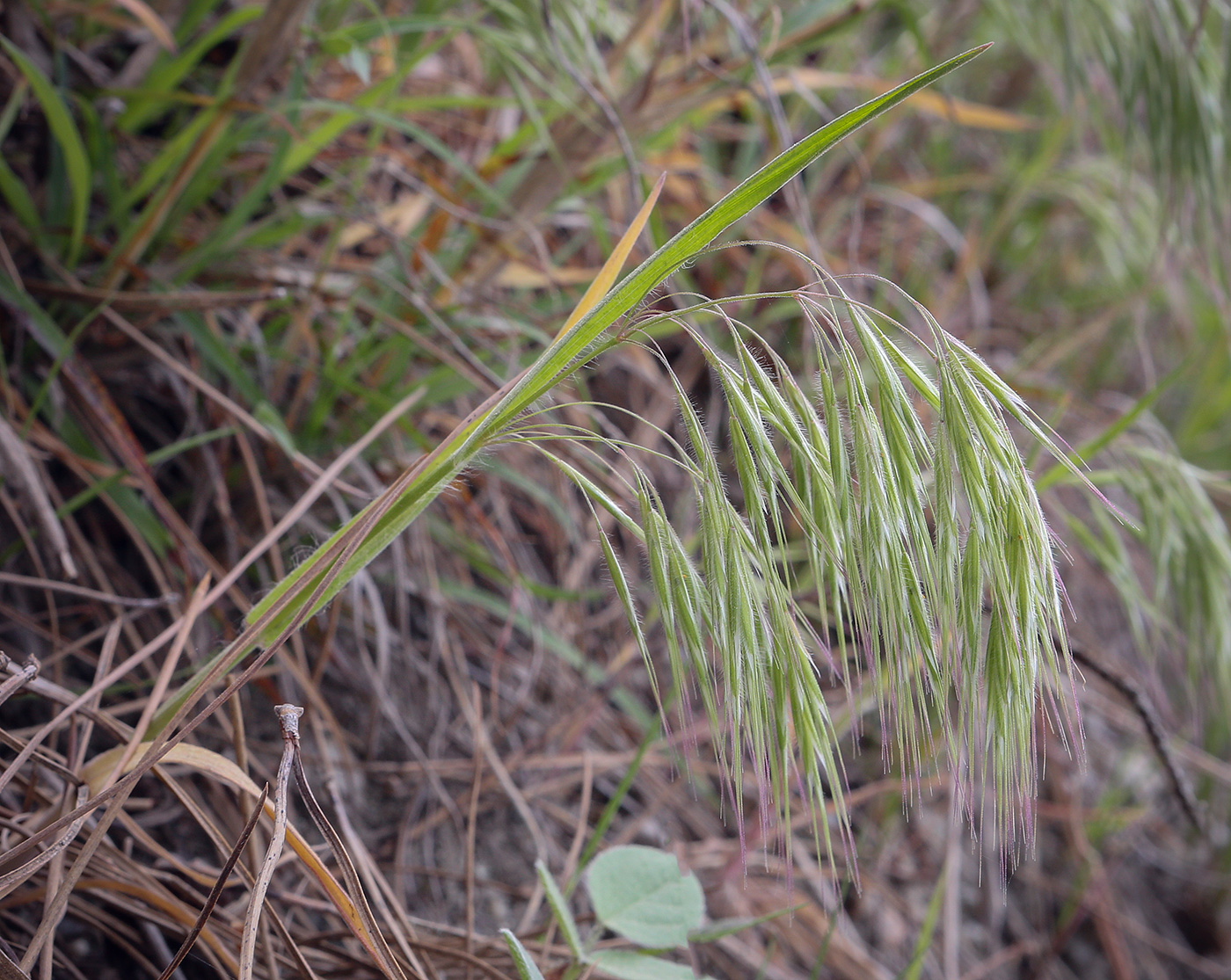 Изображение особи Anisantha tectorum.