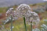 Allium subscabrum