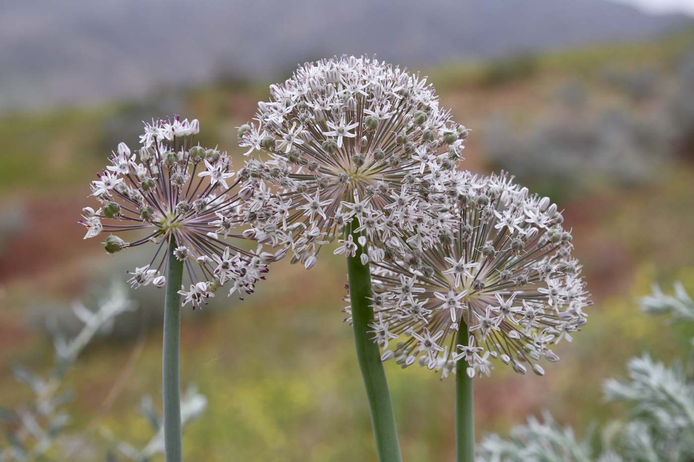 Image of Allium subscabrum specimen.