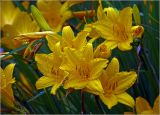 Hemerocallis × hybrida. Цветки в утренней росе. Московская обл., Раменский р-н, окр. дер. Хрипань, садовый участок. 11.06.2024.