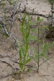 Diptychocarpus strictus