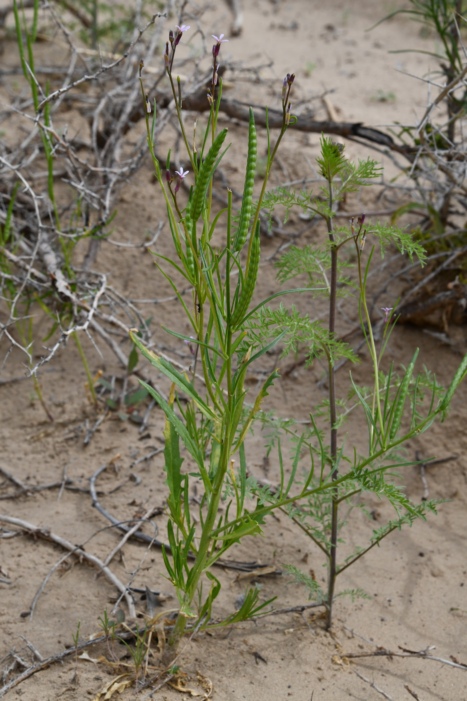 Изображение особи Diptychocarpus strictus.