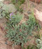 Oxytropis ervicarpa