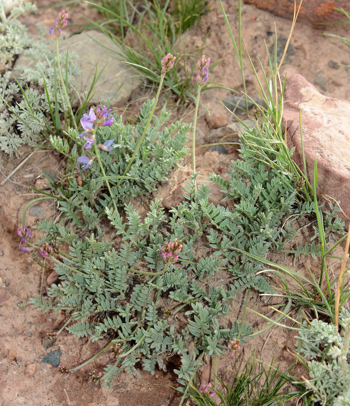 Изображение особи Oxytropis ervicarpa.