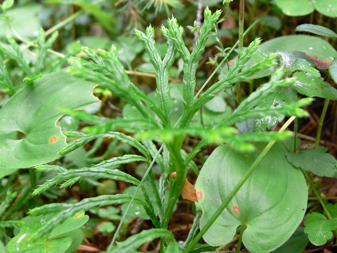 Image of Diphasiastrum complanatum specimen.