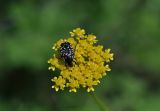 семейство Apiaceae. Цветки с кормящейся бронзовкой Oxythyrea cinctella. Грузия, Мцхета-Мтианети, окр. монастыря Джвари, луг. 6 мая 2019 г.
