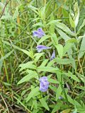 Смотреть изображение Scutellaria ochotensis