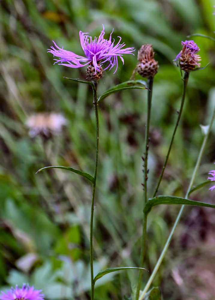 Изображение особи Centaurea jacea.