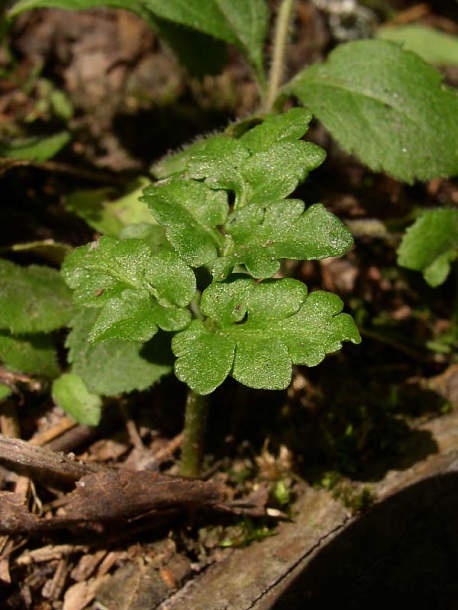 Изображение особи Botrychium multifidum.