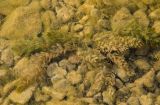 Myriophyllum sibiricum. Вегетирующее растение. Башкортостан, Дуванский р-н, Заимкинский сельсовет, окр. дер. Усть-Аяз, долина р. Уфа, на мелководье. 20 августа 2023 г.