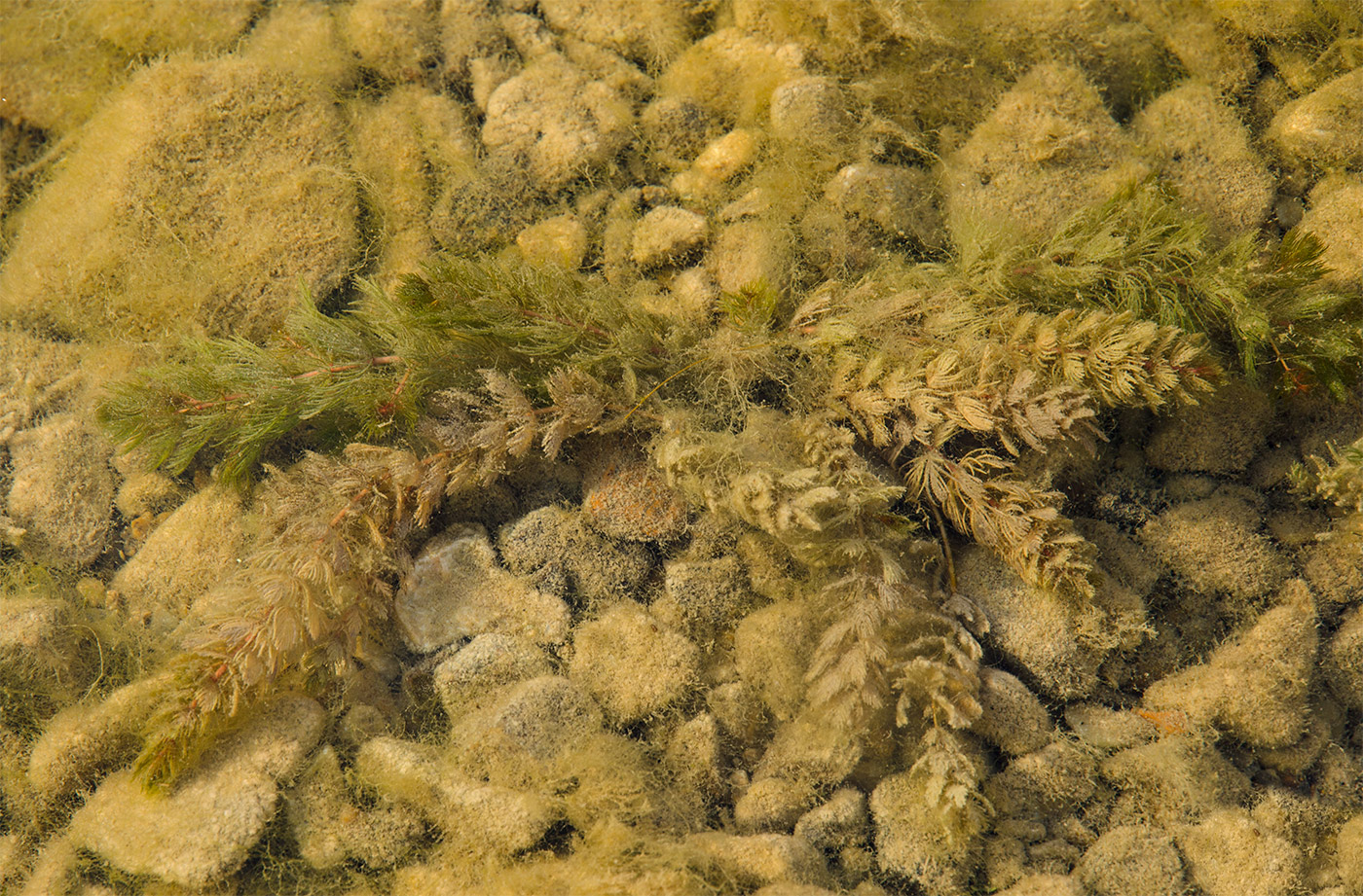 Изображение особи Myriophyllum sibiricum.