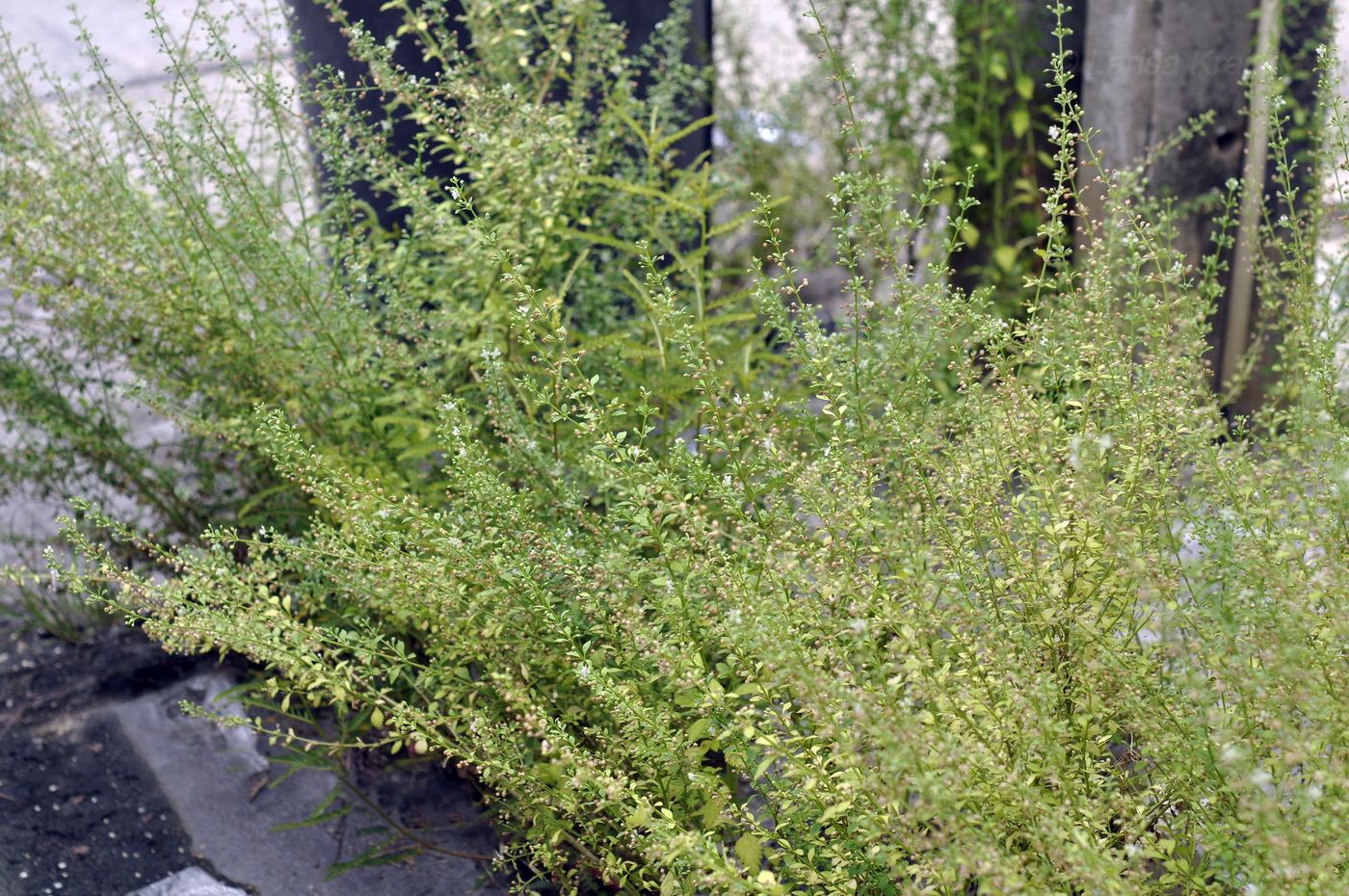 Image of Scoparia dulcis specimen.