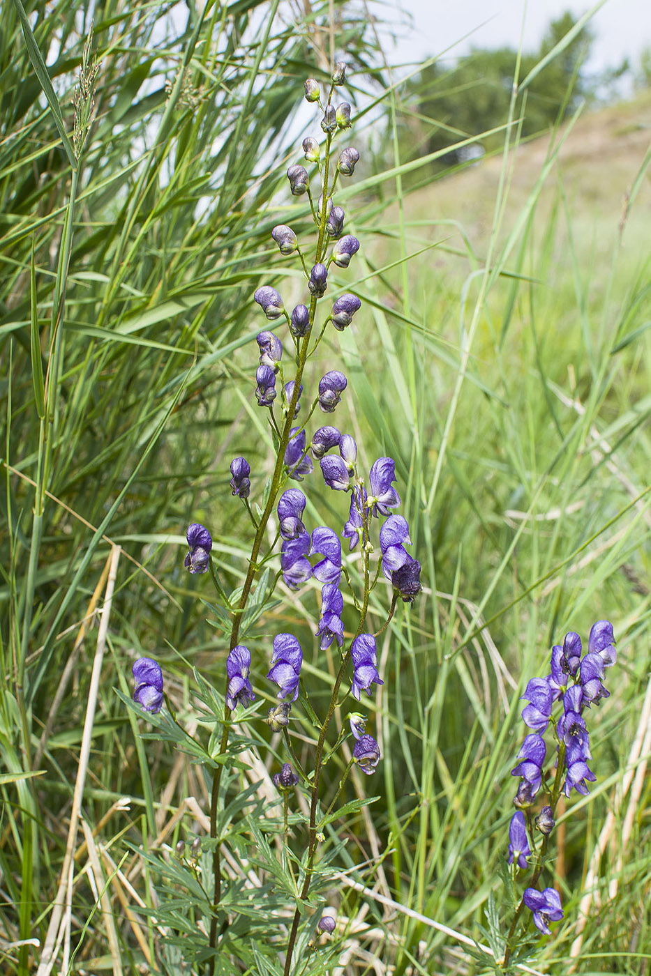 Image of Aconitum baicalense specimen.