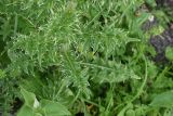 Cirsium obvallatum