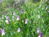 Vicia bithynica