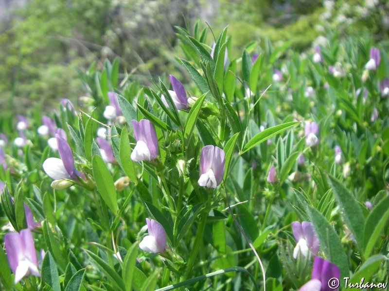 Изображение особи Vicia bithynica.