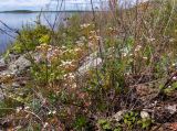 Androsace septentrionalis
