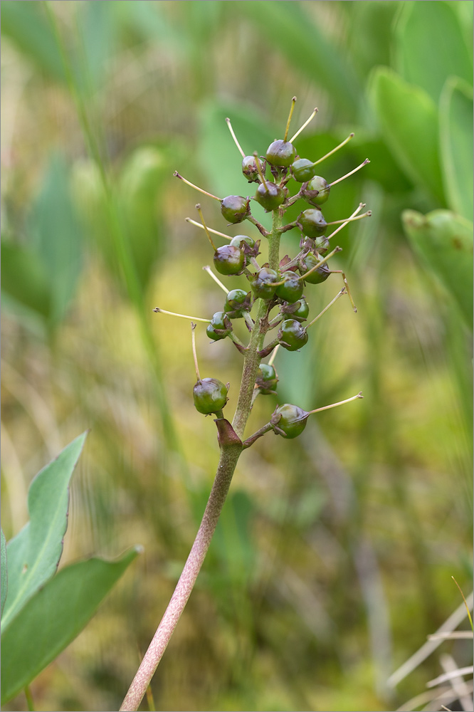 Image of Menyanthes trifoliata specimen.
