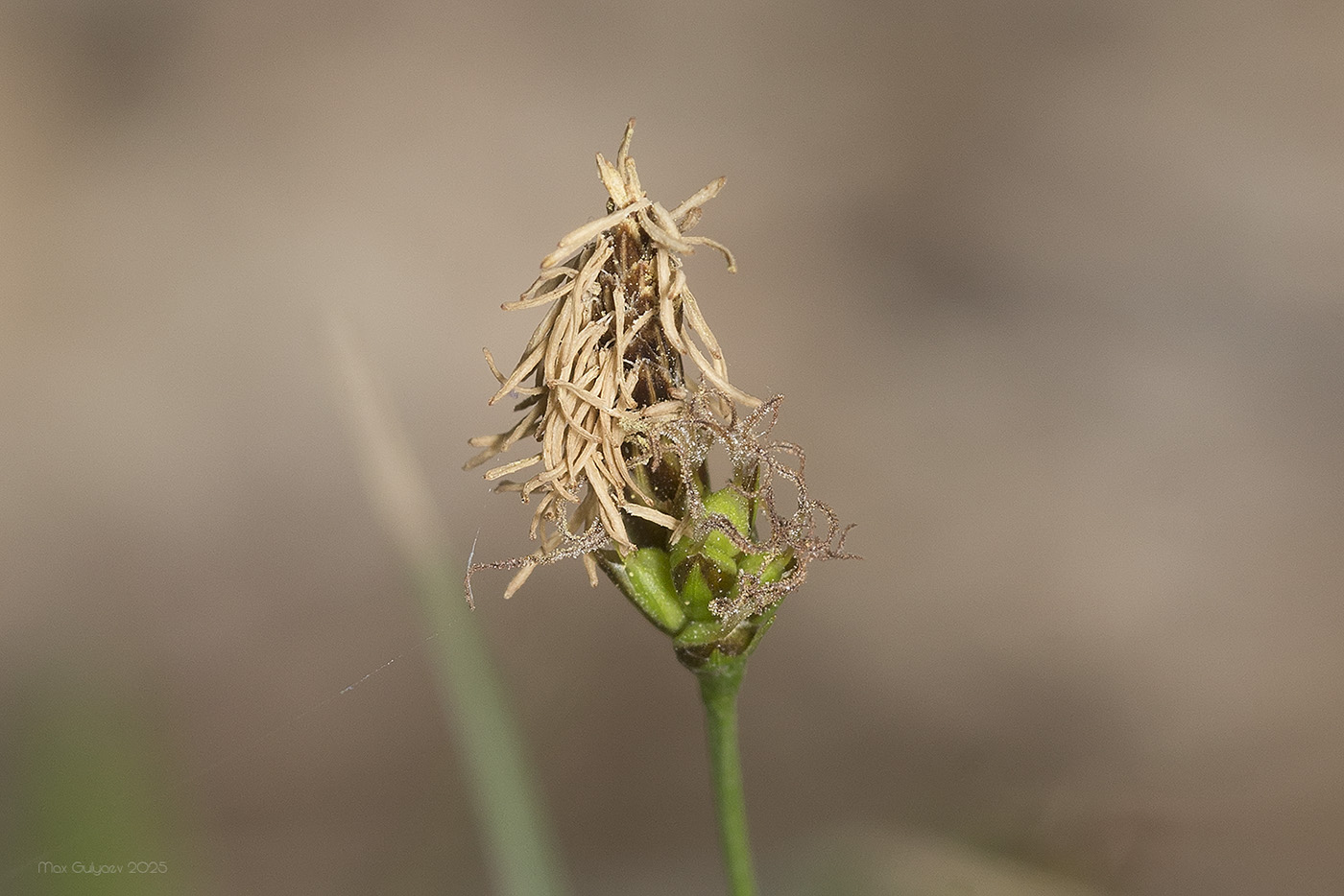 Image of Carex halleriana specimen.