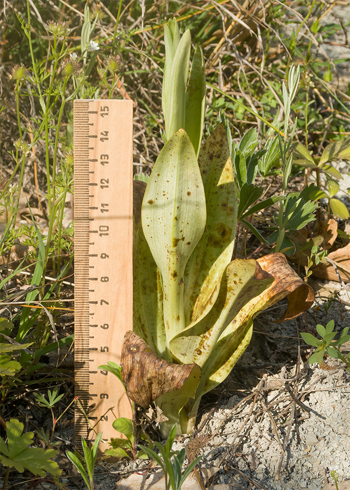 Image of familia Orchidaceae specimen.