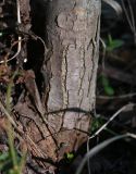 Ulmus glabra. Основание ствола. Московская обл., ГО Подольск, мкр-н Климовск, широколиственный лес. 25.04.2025.