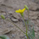 genus Lagoseris. Верхушка побега с с распустившимся и распускающимися соцветиями. Казахстан, Мангистауская обл., п-ов Мангышлак, 20,5 км ЮЮЗ пос. Шетпе. 07.05.2015.