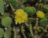 genus Opuntia