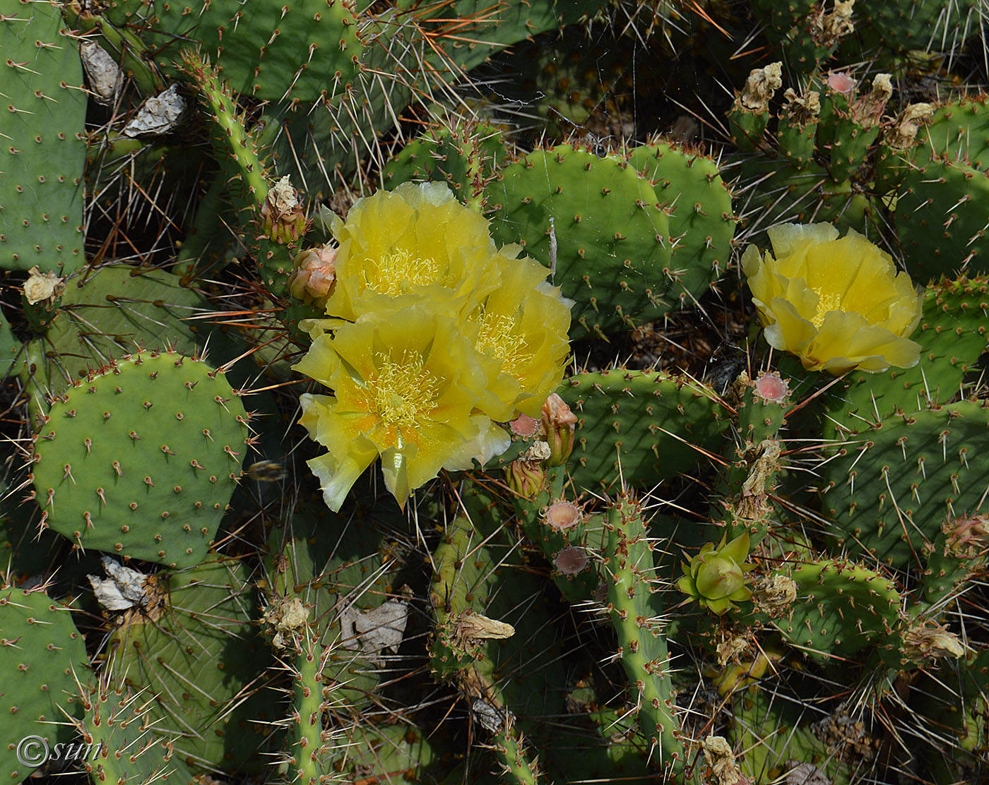 Изображение особи род Opuntia.
