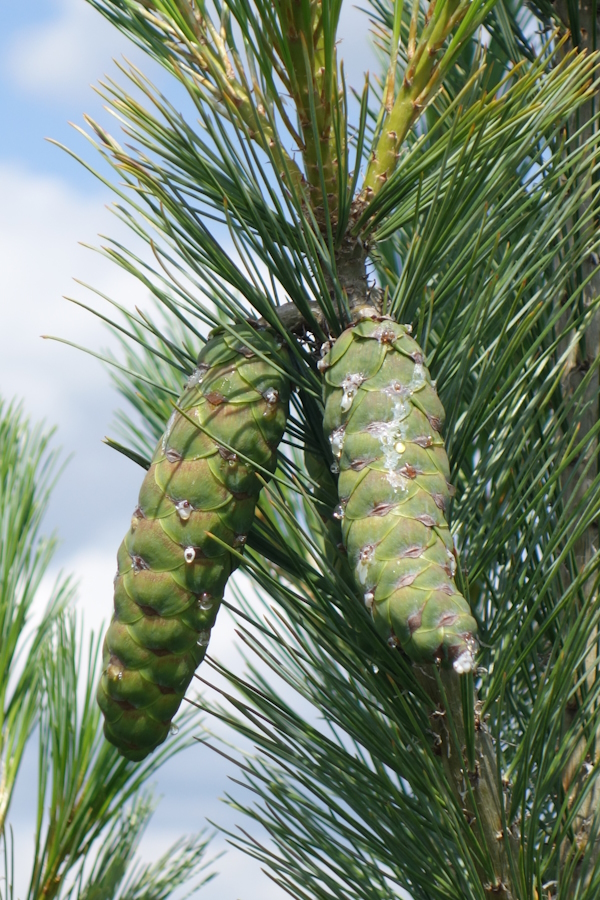 Изображение особи Pinus wallichiana.