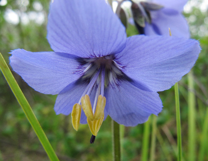 Image of Polemonium acutiflorum specimen.