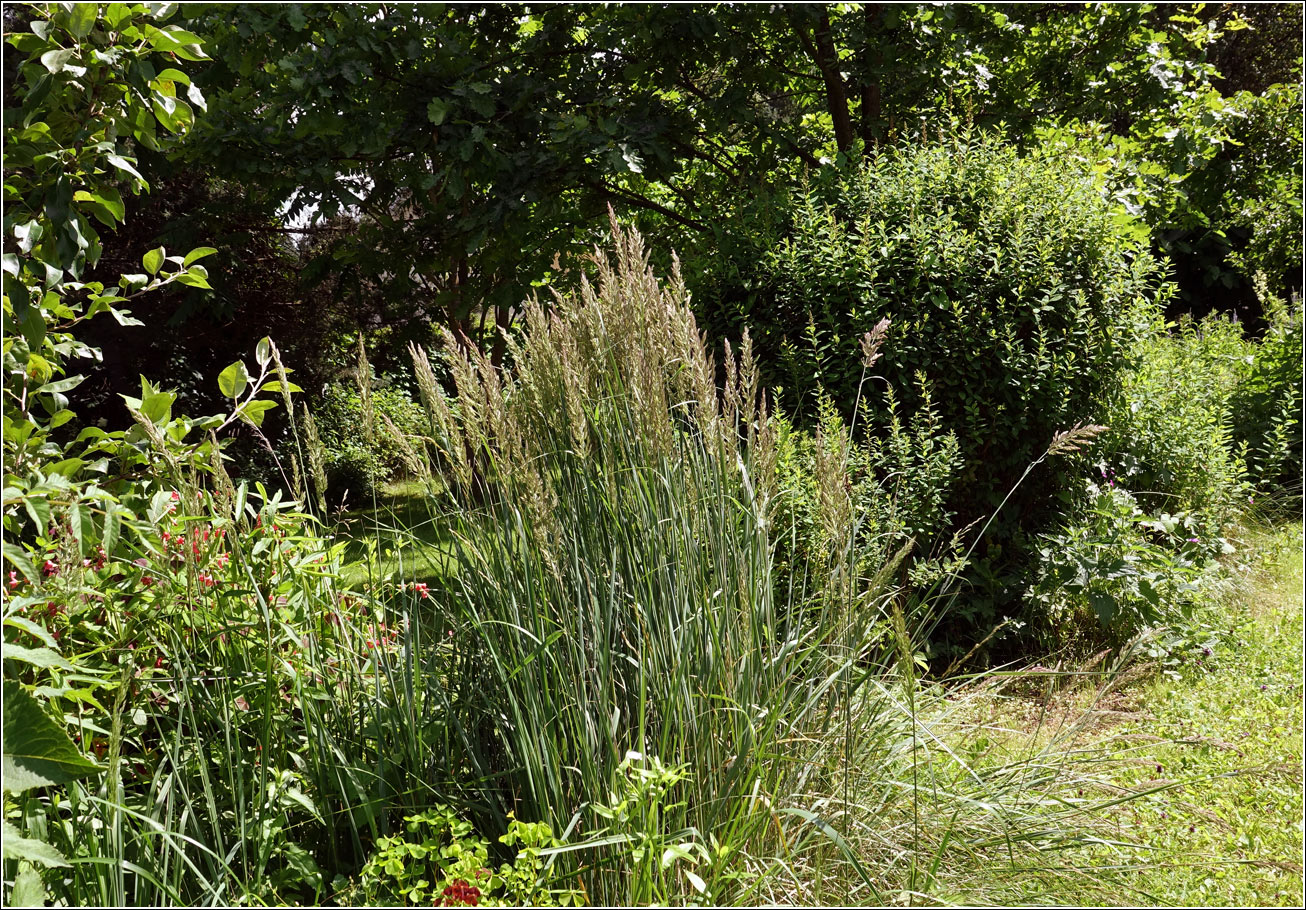 Image of Calamagrostis epigeios specimen.