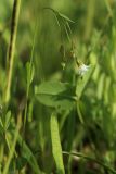 Linum catharticum. Верхушка цветущего растения. Беларусь, Витебская обл., пос. Езерище, дендрарий Езерищеского лесничества, низкотравный разнотравный луг. 03.06.2025.