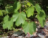 Vernicia fordii