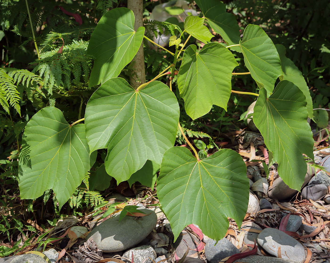 Image of Vernicia fordii specimen.